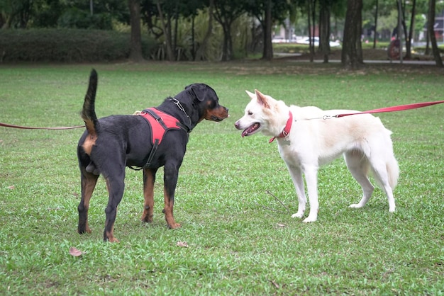 Perro blanco y negro uno frente al otro