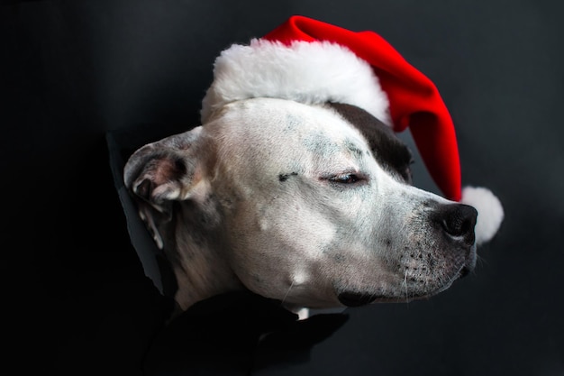 Perro blanco y negro de moda American Staffordshire Terrier con sombrero y gafas de Santa Claus Vacaciones de Año Nuevo