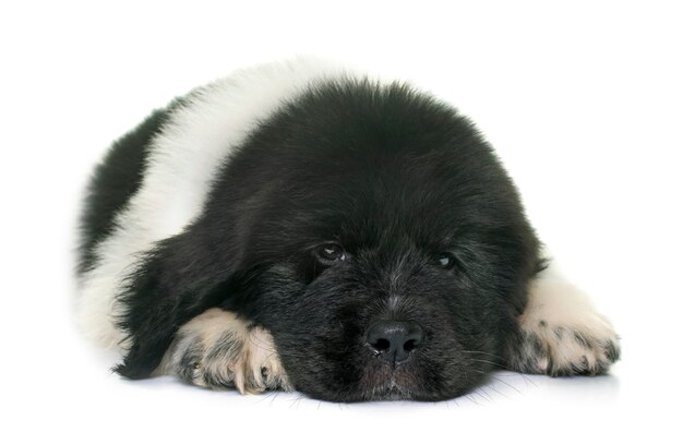 perro blanco y negro de Newfoundland cachorro