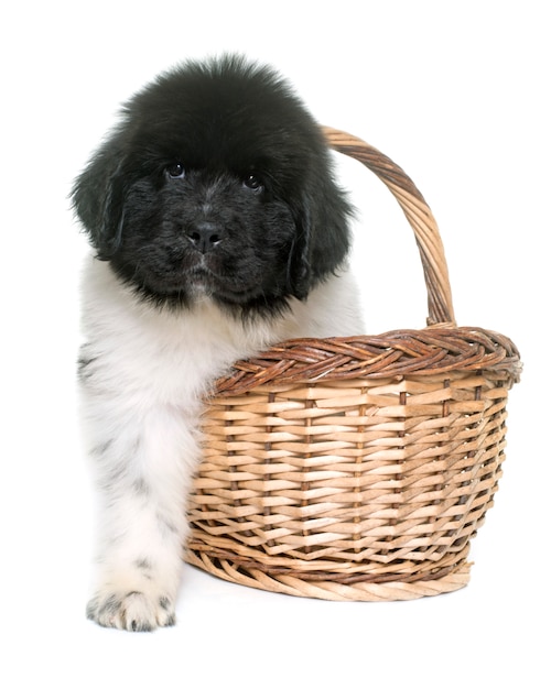 perro blanco y negro de Newfoundland cachorro