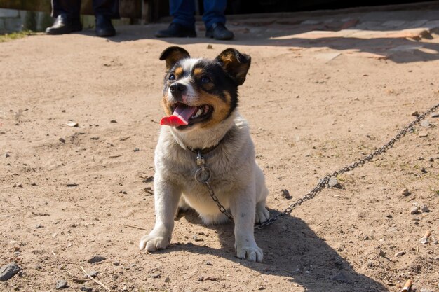 Perro blanco y negro se sienta en la arena