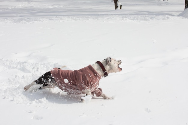 Un perro blanco y negro con una sudadera está jugando en la nieve Caminata de invierno