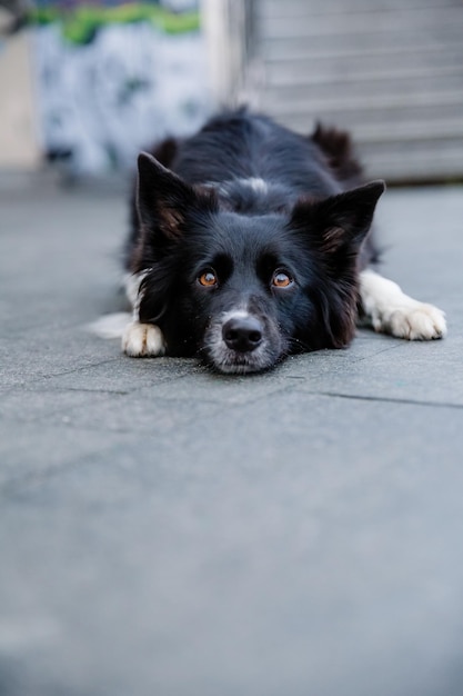 Un perro blanco y negro tirado en el suelo con la cabeza en el suelo.