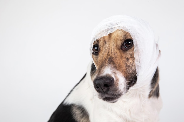 Perro blanco y negro con una venda en la cabeza sobre un fondo blanco.