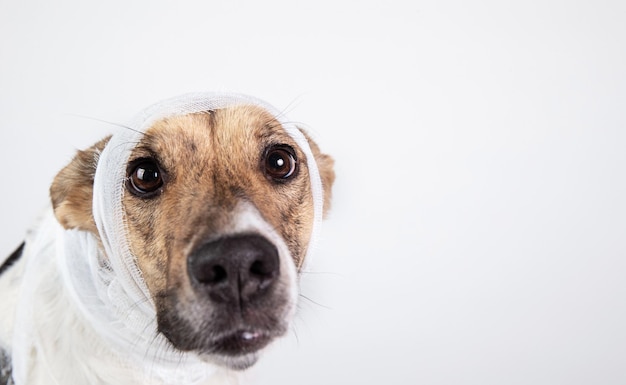 Perro blanco y negro con una venda en la cabeza sobre un fondo blanco.