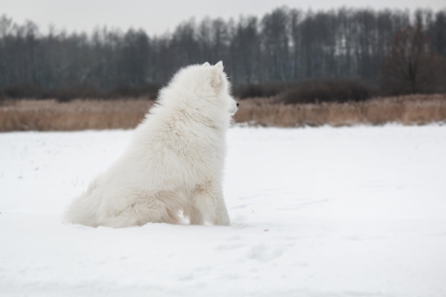 Perro blanco en la nieve.