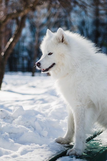 Un perro blanco en la nieve.