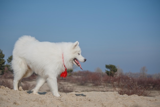 Un perro blanco con un pañuelo rojo camina por la playa.