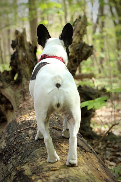 Foto perro blanco de pie en un árbol