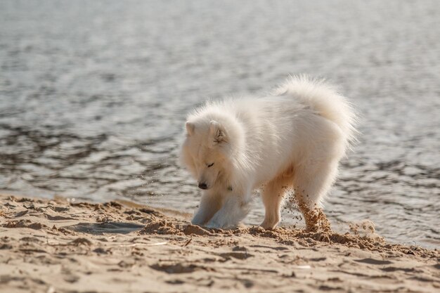 Un perro blanco en la playa con el agua al fondo.