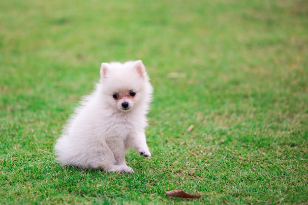 perro blanco de Pomerania sentado en la hierba