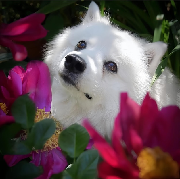Foto un perro blanco está rodeado de flores y el sol brilla.
