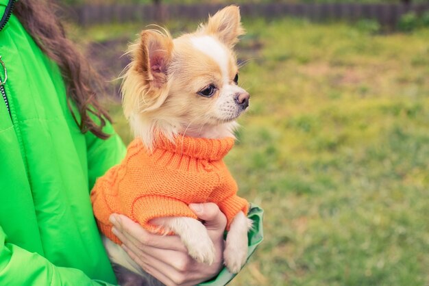 Perro blanco y rojo Perro chihuahua con un suéter naranja en los brazos de una chica con una chaqueta verde