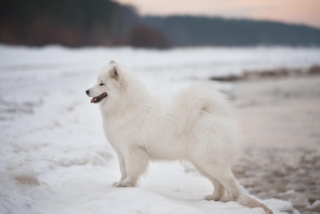 El perro blanco samoyedo blanco está en la playa de nieve en Letonia