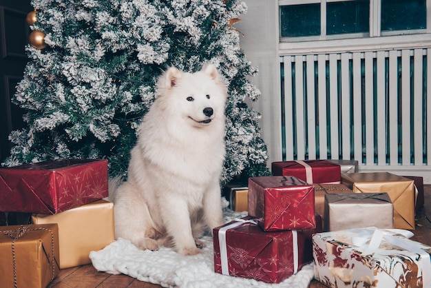 Perro blanco Samoyedo con cajas de regalo en Año Nuevo