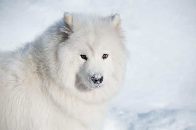 Perro blanco samoyedo de cerca en la nieve afuera en el fondo de invierno