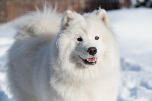 Perro blanco samoyedo de cerca en la nieve afuera en el fondo de invierno