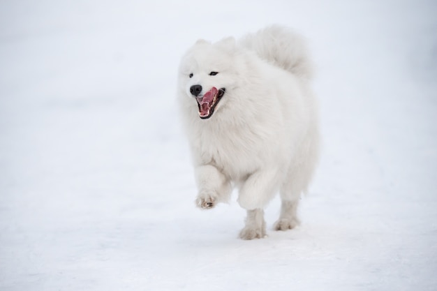 Perro blanco Samoyedo se ejecuta en la nieve fuera