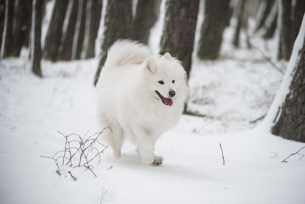 Perro blanco Samoyedo se ejecuta en la nieve fuera