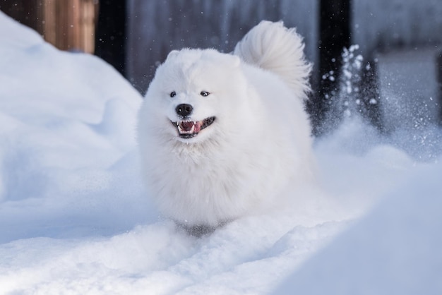 Perro blanco Samoyedo se ejecuta en la nieve fuera