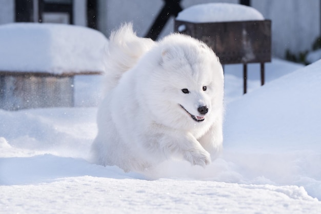 Perro blanco Samoyedo se ejecuta en la nieve fuera