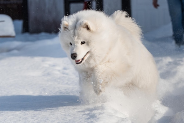 Perro blanco Samoyedo se ejecuta en la nieve fuera