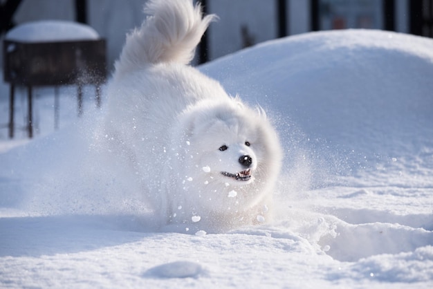 Perro blanco Samoyedo se ejecuta en la nieve fuera
