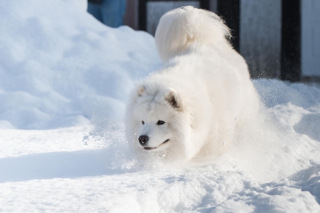 Perro blanco Samoyedo se ejecuta en la nieve fuera