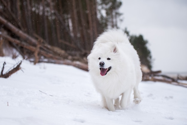 Perro blanco Samoyedo se ejecuta en la playa de nieve en Letonia