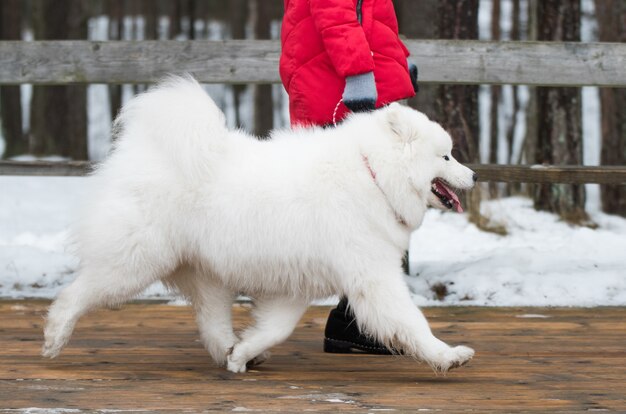 Foto perro blanco samoyedo se está ejecutando en camino de nieve road balta kapa