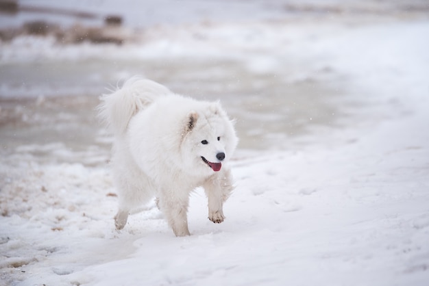 Perro blanco Samoyedo se está ejecutando en la nieve de la playa Carnikova en Letonia. El perro cayó por el hielo.