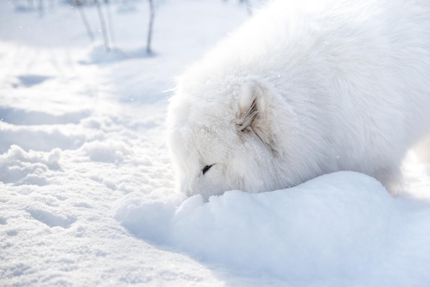 Perro blanco samoyedo está jugando en la nieve afuera