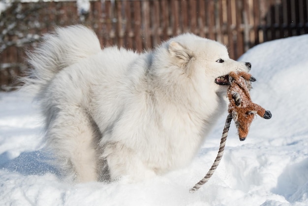 Perro blanco samoyedo está jugando en la nieve afuera