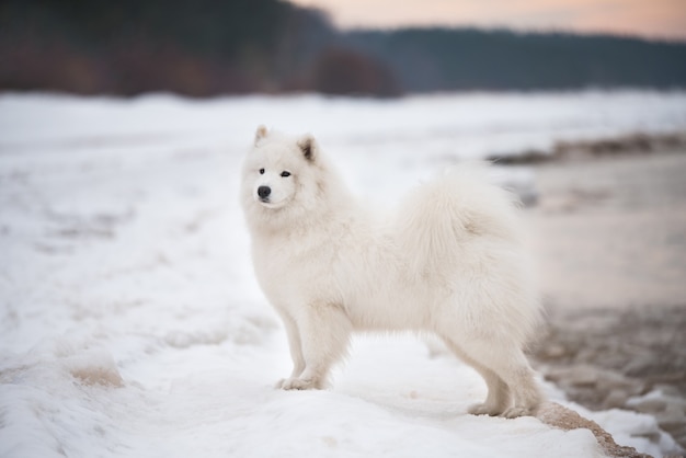 Perro blanco Samoyedo está en la nieve de la playa Saulkrasti en Letonia