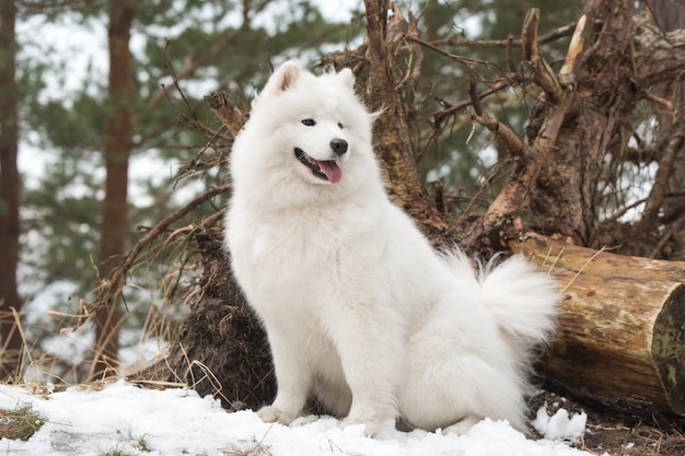 Perro blanco Samoyedo está sentado en el bosque de invierno