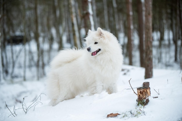 Perro blanco Samoyedo está sentado en el bosque de invierno