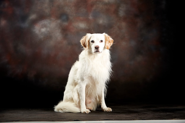 Perro blanco sentado. Foto de estudio Telón de fondo oscuro