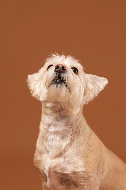 Foto perro blanco siendo adorable en un estudio.