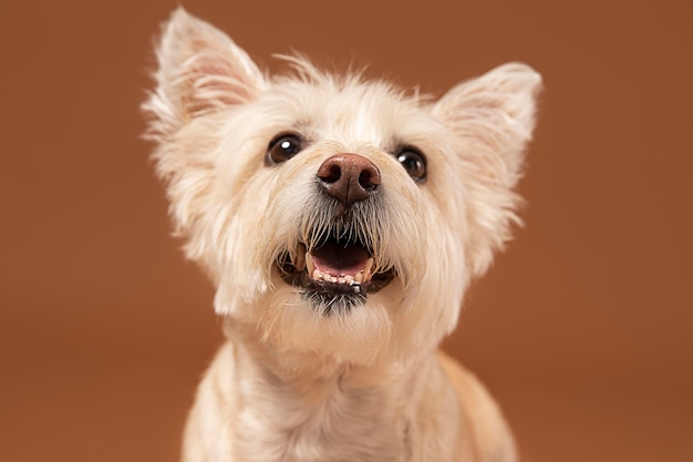 Foto perro blanco siendo adorable en un estudio.