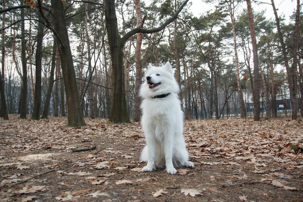 Un perro blanco se sienta en el bosque con hojas en el suelo.