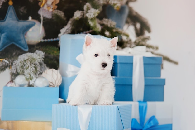 Un perro blanco se sienta encima de una caja azul con un árbol de Navidad detrás.