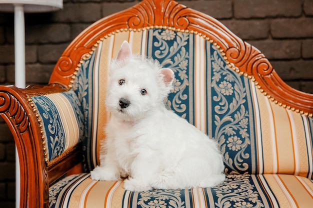 Un perro blanco se sienta en un sofá a rayas.