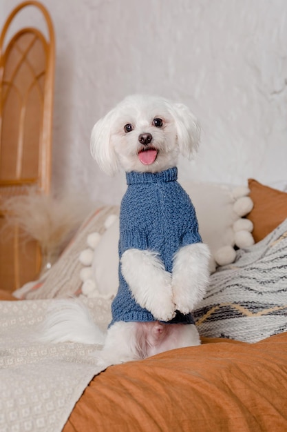 Un perro blanco con un suéter azul se sienta en una cama con una manta de punto.