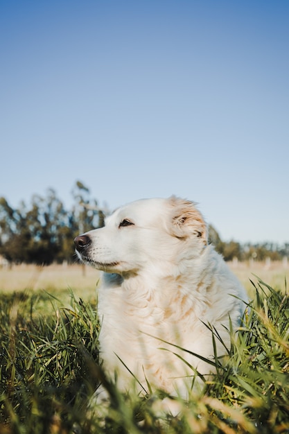 Perro blanco tendido en el césped concepto de mascota