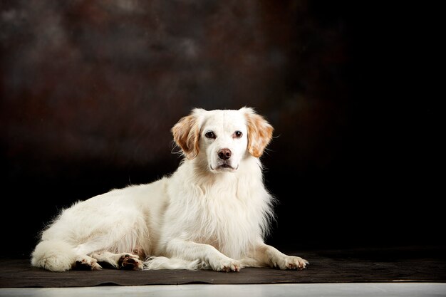 Perro blanco tirado en el piso