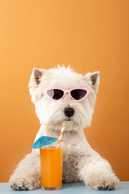 Perro blanco west highland white terrier bebiendo jugo en vacaciones de verano