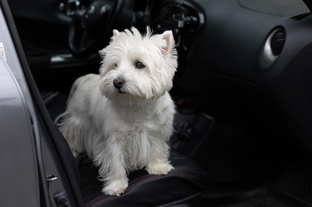 Un perro blanco de West White Terrier está sentado en el asiento del auto esperando un viaje