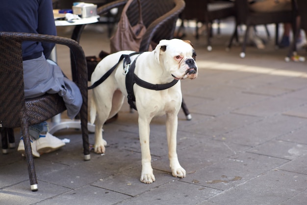 perro blanco