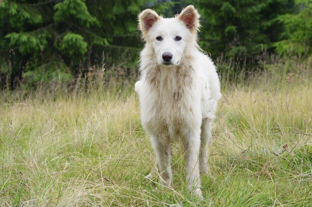 perro blanco