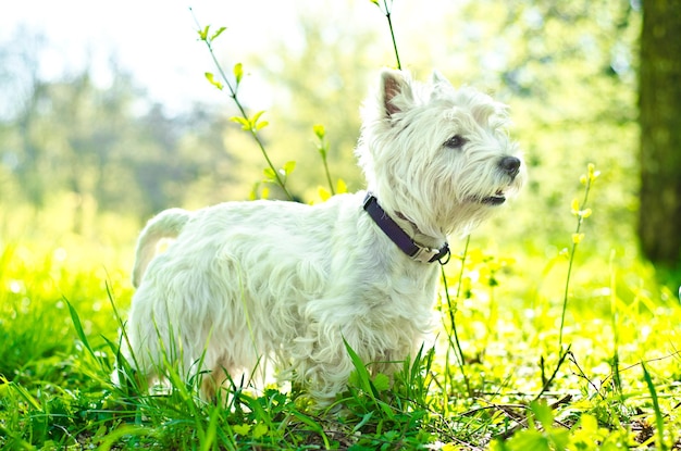 perro blanco